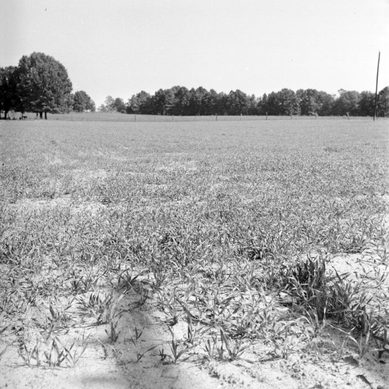 109_and other grasses... (1951).jpg